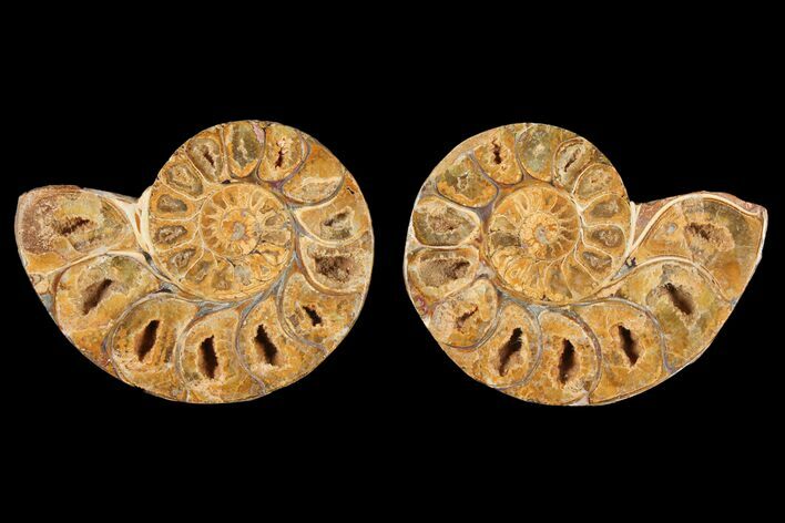 3.1" Cut & Polished Agatized Ammonite Fossil (Pair)- Jurassic